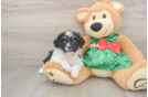 Smart Shih Poo Poodle Mix Pup