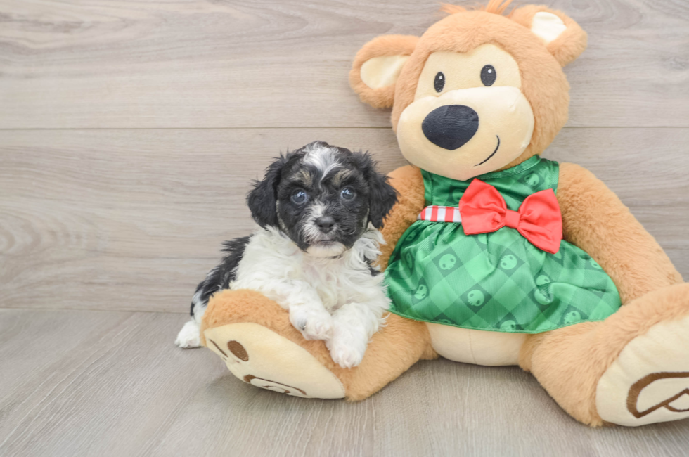 5 week old Shih Poo Puppy For Sale - Seaside Pups
