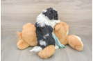 Fluffy Shih Poo Poodle Mix Pup