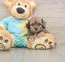 6 week old Shih Poo Puppy For Sale - Seaside Pups