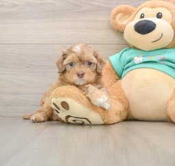 8 week old Shih Poo Puppy For Sale - Seaside Pups