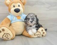 8 week old Shih Poo Puppy For Sale - Seaside Pups