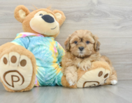 6 week old Shih Poo Puppy For Sale - Seaside Pups