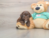 6 week old Shih Poo Puppy For Sale - Seaside Pups