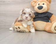 5 week old Shih Poo Puppy For Sale - Seaside Pups