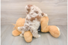Shih Poo Pup Being Cute
