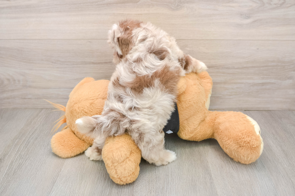 Shih Poo Pup Being Cute