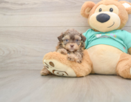 7 week old Shih Poo Puppy For Sale - Seaside Pups