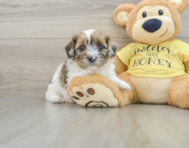 8 week old Shih Poo Puppy For Sale - Seaside Pups