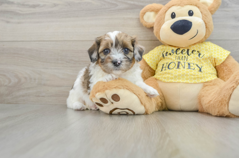 8 week old Shih Poo Puppy For Sale - Seaside Pups