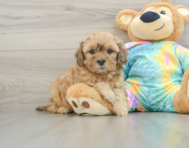 6 week old Shih Poo Puppy For Sale - Seaside Pups