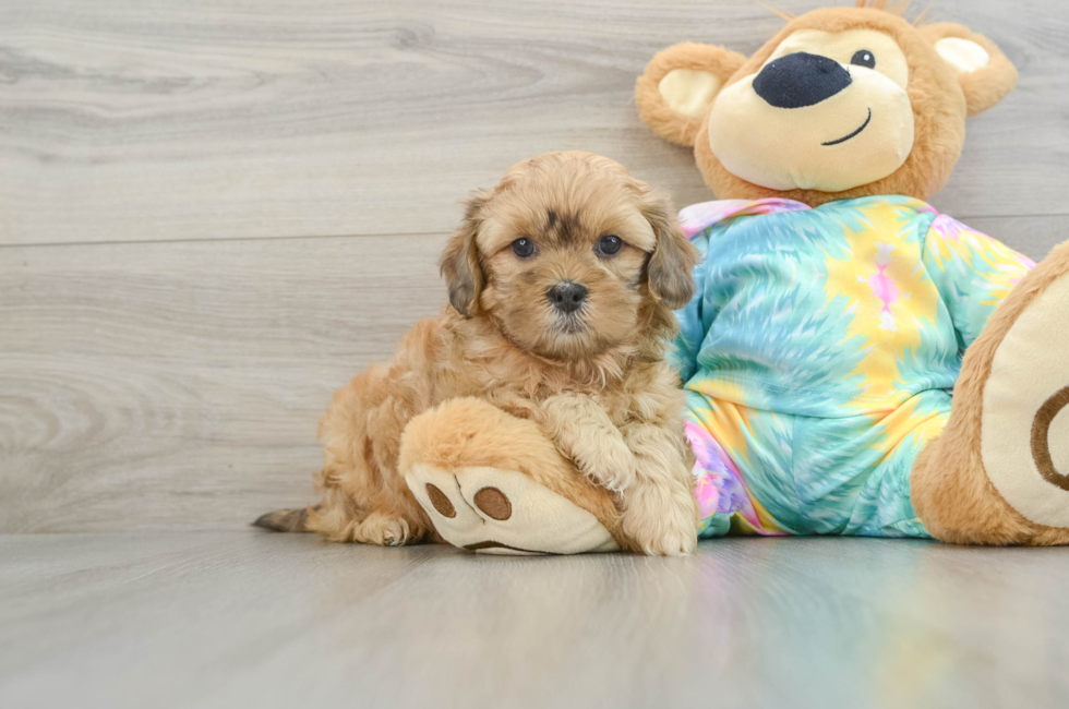 6 week old Shih Poo Puppy For Sale - Seaside Pups