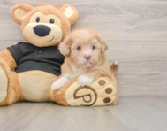 5 week old Shih Poo Puppy For Sale - Seaside Pups