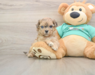 7 week old Shih Poo Puppy For Sale - Seaside Pups