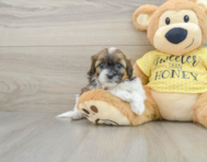 11 week old Shih Poo Puppy For Sale - Seaside Pups