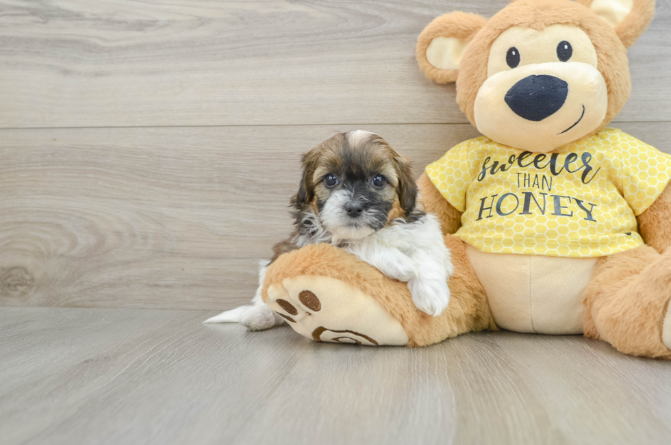 8 week old Shih Poo Puppy For Sale - Seaside Pups