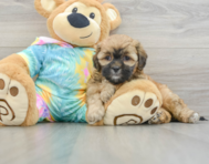 8 week old Shih Poo Puppy For Sale - Seaside Pups