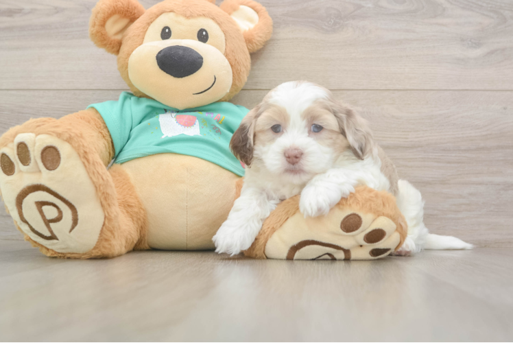 Energetic Shihpoo Poodle Mix Puppy
