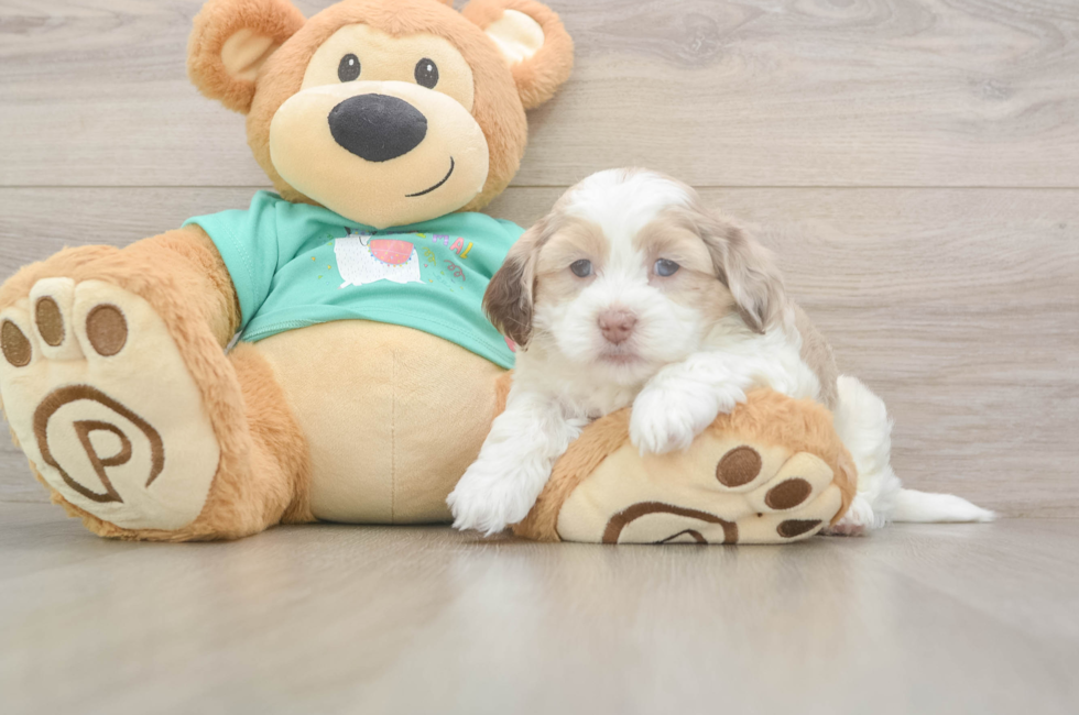 5 week old Shih Poo Puppy For Sale - Seaside Pups