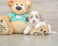 7 week old Shih Poo Puppy For Sale - Seaside Pups 7 week old Shih Poo Puppy For Sale - Seaside Pups