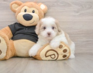 7 week old Shih Poo Puppy For Sale - Seaside Pups