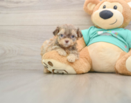 7 week old Shih Poo Puppy For Sale - Seaside Pups