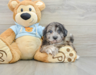 10 week old Shih Poo Puppy For Sale - Seaside Pups