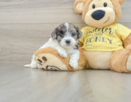 8 week old Shih Poo Puppy For Sale - Seaside Pups