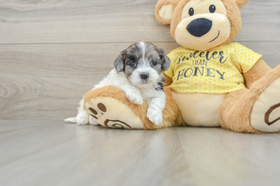 Shih Poo Pup Being Cute