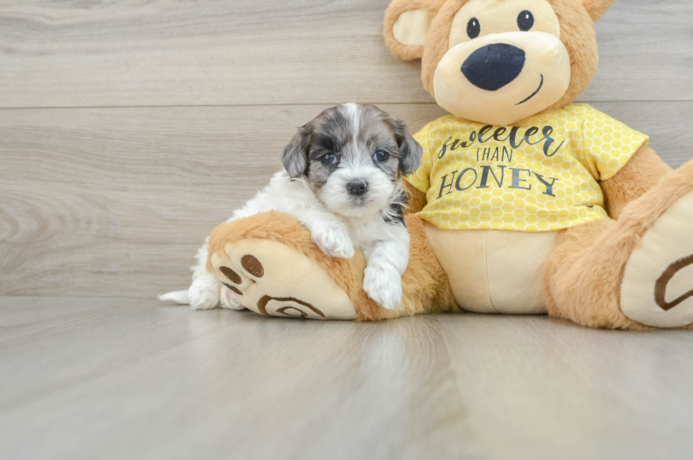 8 week old Shih Poo Puppy For Sale - Seaside Pups