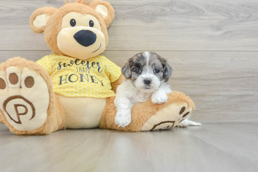 Popular Shih Poo Poodle Mix Pup