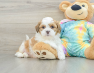 6 week old Shih Poo Puppy For Sale - Seaside Pups