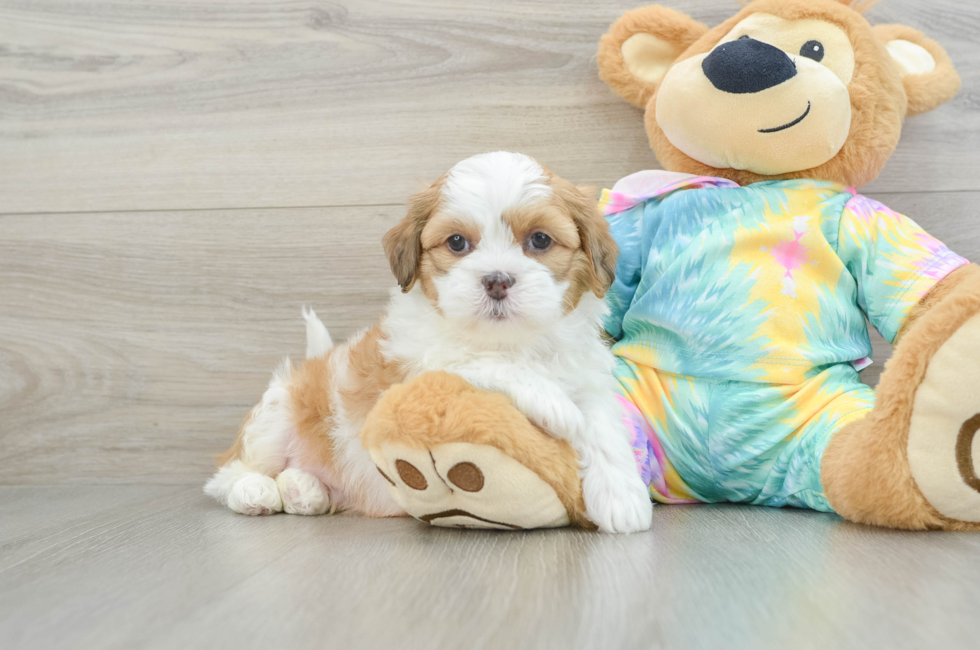 6 week old Shih Poo Puppy For Sale - Seaside Pups