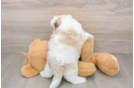 Best Shih Poo Baby