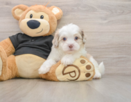 5 week old Shih Poo Puppy For Sale - Seaside Pups