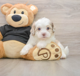 8 week old Shih Poo Puppy For Sale - Seaside Pups