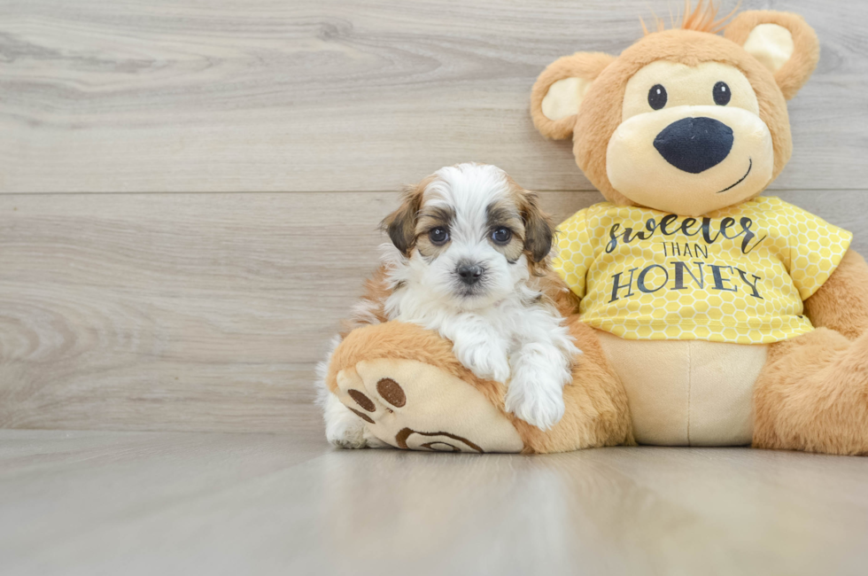 8 week old Shih Poo Puppy For Sale - Seaside Pups