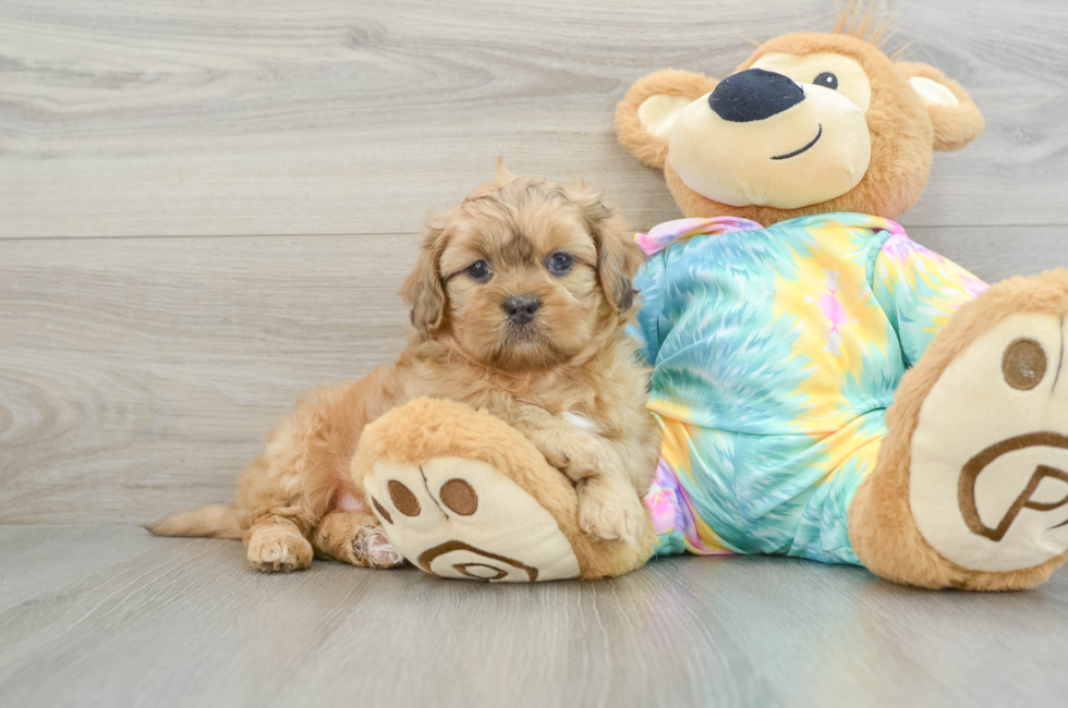 6 week old Shih Poo Puppy For Sale - Seaside Pups