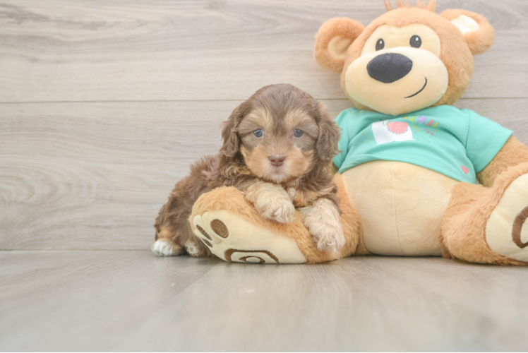 Shih Poo Puppy for Adoption