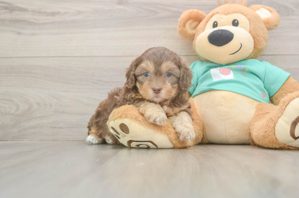 5 week old Shih Poo Puppy For Sale - Seaside Pups