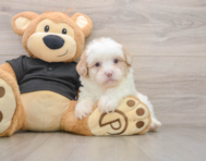 7 week old Shih Poo Puppy For Sale - Seaside Pups