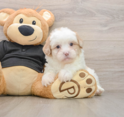 8 week old Shih Poo Puppy For Sale - Seaside Pups