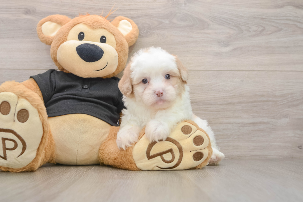 Shih Poo Pup Being Cute