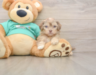 8 week old Shih Poo Puppy For Sale - Seaside Pups