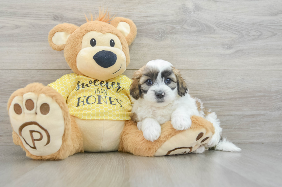 8 week old Shih Poo Puppy For Sale - Seaside Pups