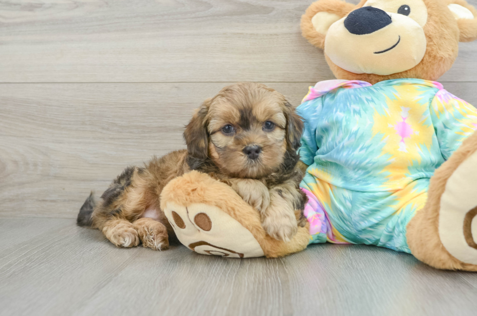 6 week old Shih Poo Puppy For Sale - Seaside Pups