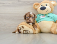 7 week old Shih Poo Puppy For Sale - Seaside Pups