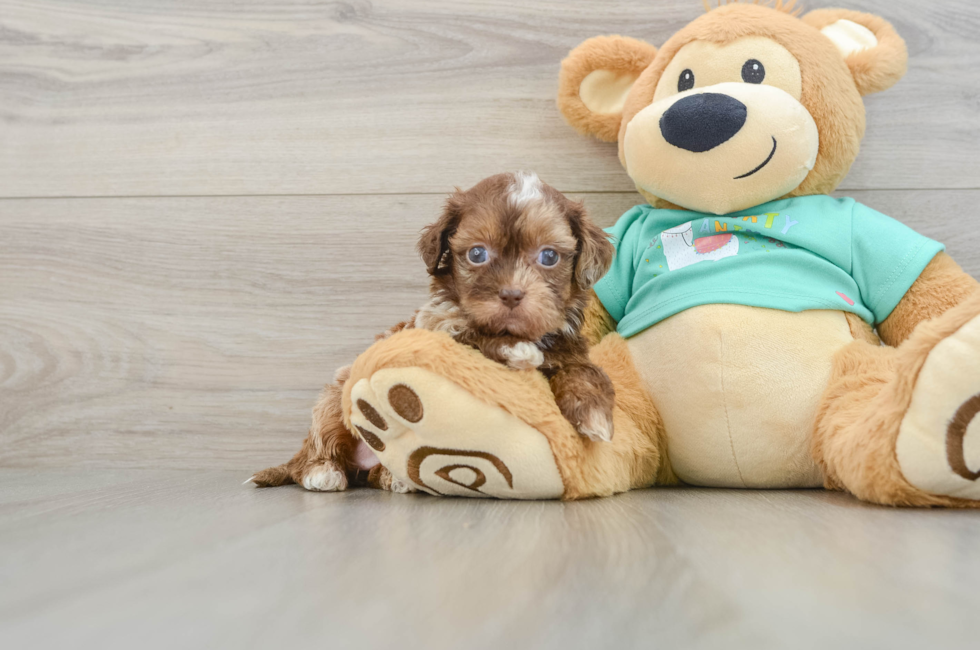 5 week old Shih Poo Puppy For Sale - Seaside Pups