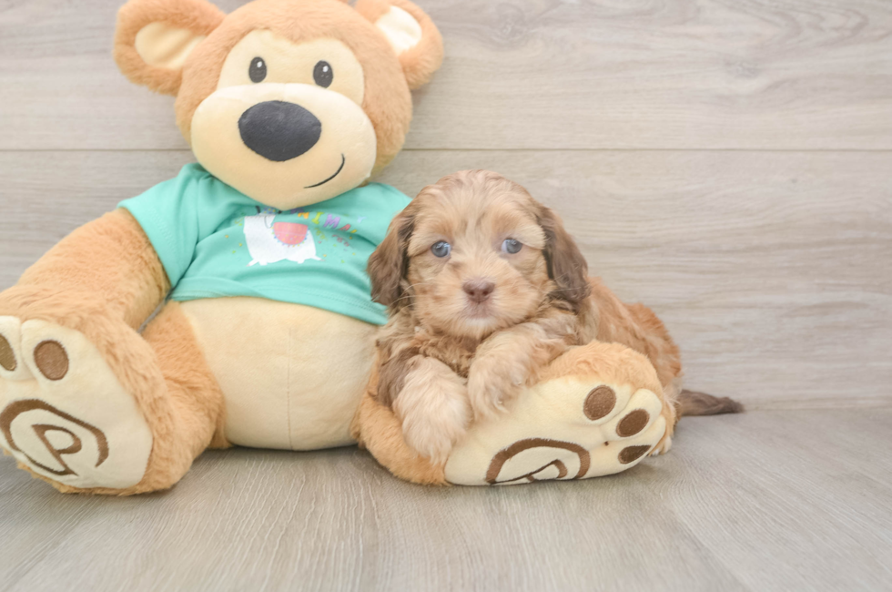 5 week old Shih Poo Puppy For Sale - Seaside Pups