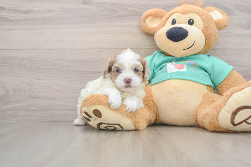 Shih Poo Pup Being Cute
